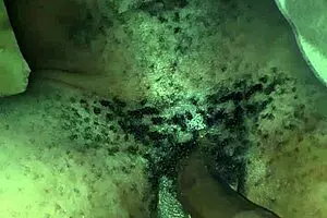 पतला अफ्रीकन बालों वाला जवाँ तेल काला लंड जोर हिलाता